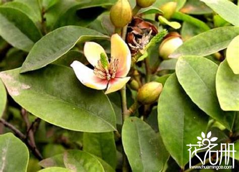 含笑花葉子變黃|含笑花葉子發黃怎麼辦，含笑花葉子發黃的解決方法